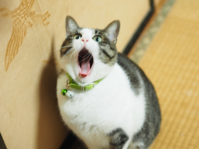 これって何だろう??