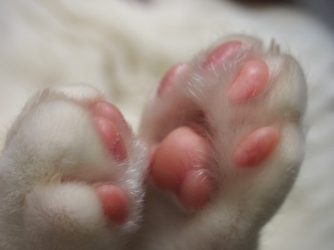 猫の肉球には秘密がいっぱい!!